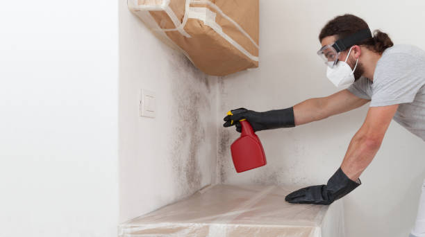 Professional Attic Mold Remediation technician working in Ridge, NY
