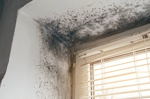Affordable Attic Mold Remediation solutions in Ridge, NY